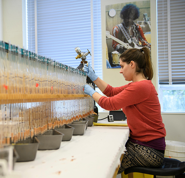 female student works in a biology lab with tubes