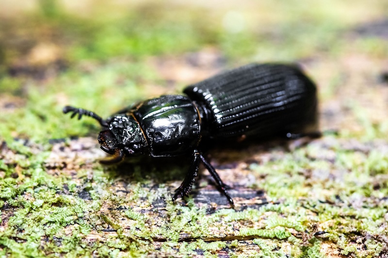 black bess beetle on green moss