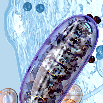 illustration of the inside of a cell