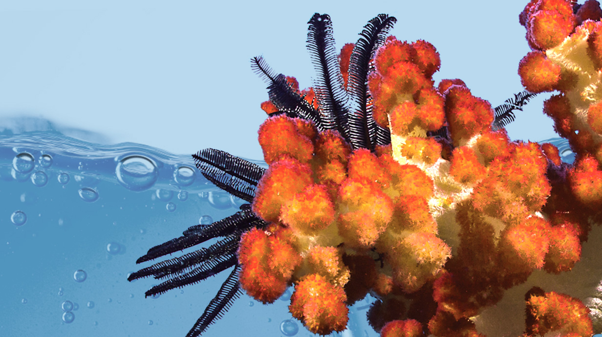 digital image of orange coral and water in the background