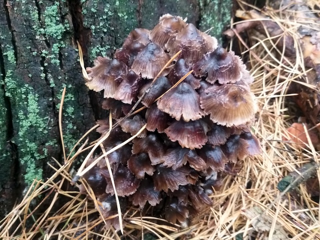 pine cone resting on ground by tree