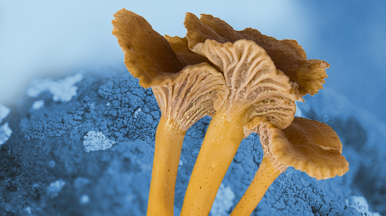 image of yellow mushrooms with moss in the background