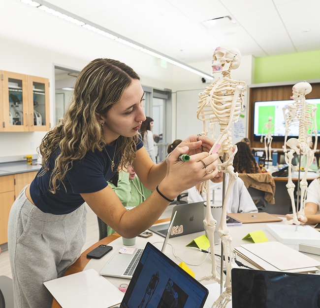 a student stands and marks the parts of a mini skeleton