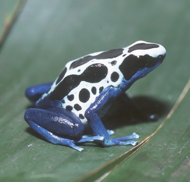 blue frog sitting on a leaf