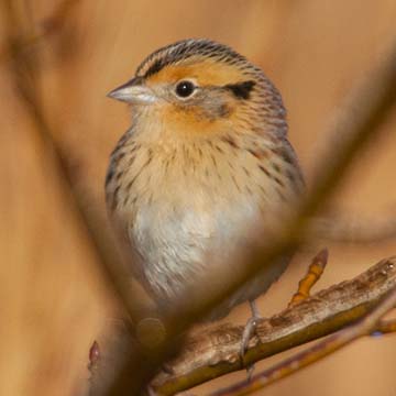 close up of a bird sitting on a branch