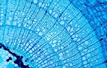 image of cell through microscope