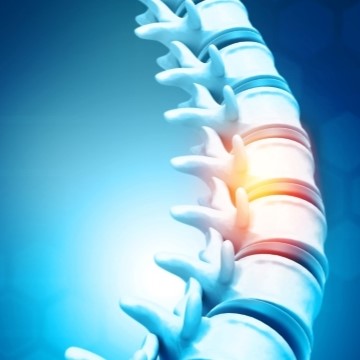 illustration of a spinal cord