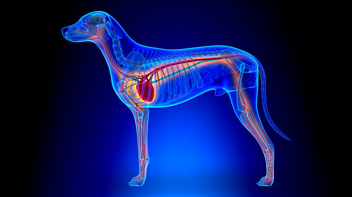 illustration of a dog from the side with internal systems showing