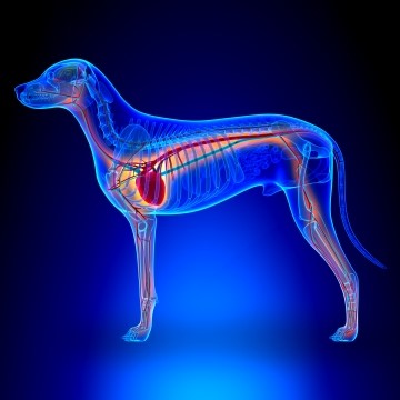 illustration of the side of a dog that shows the basic biological systems 