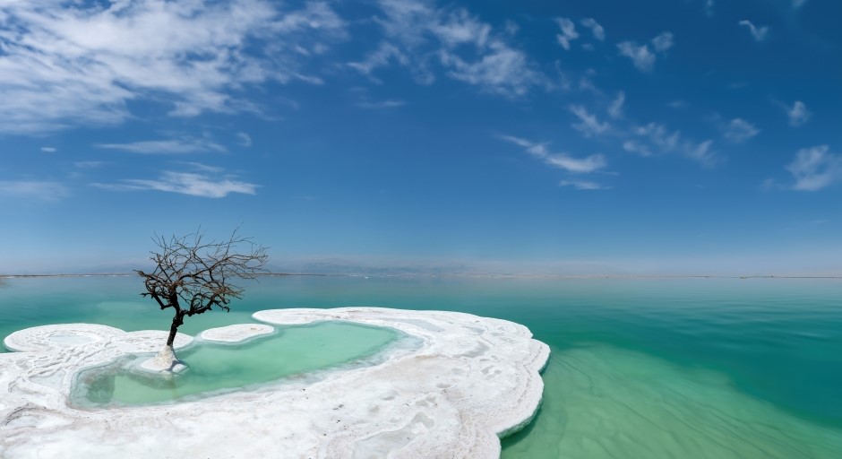 image of a loan tree next to the Dean Sea