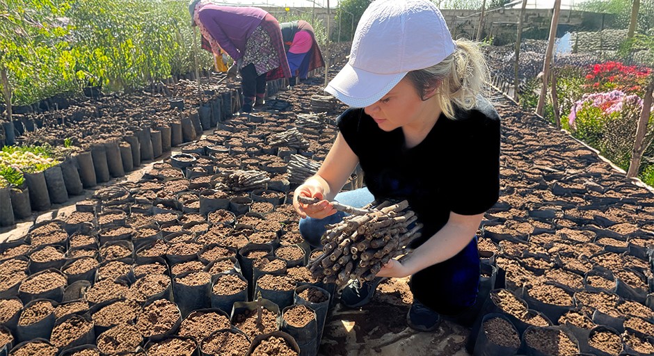 student crouched down next to rows of bags of dirt as she plants fig tree twigs