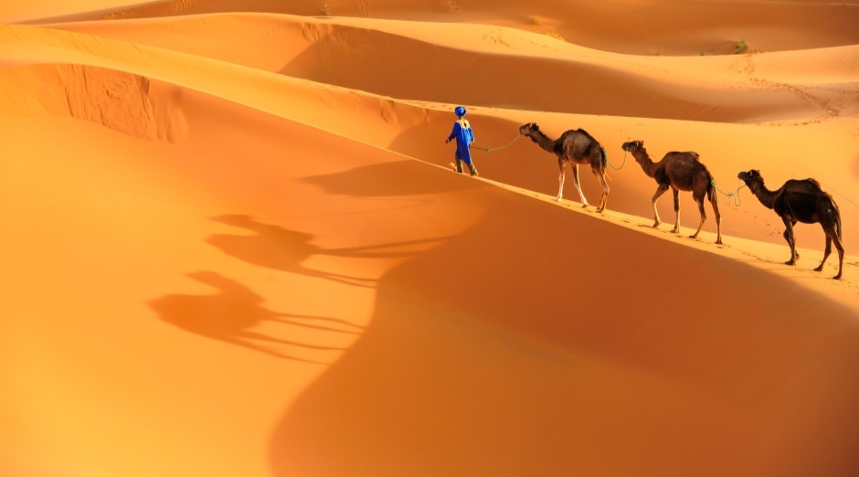 Sahara desert with camels walking along a ridge of sand