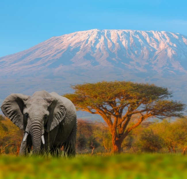 image of a snow-capped mountain in the background with an elephant and trees in the foreground