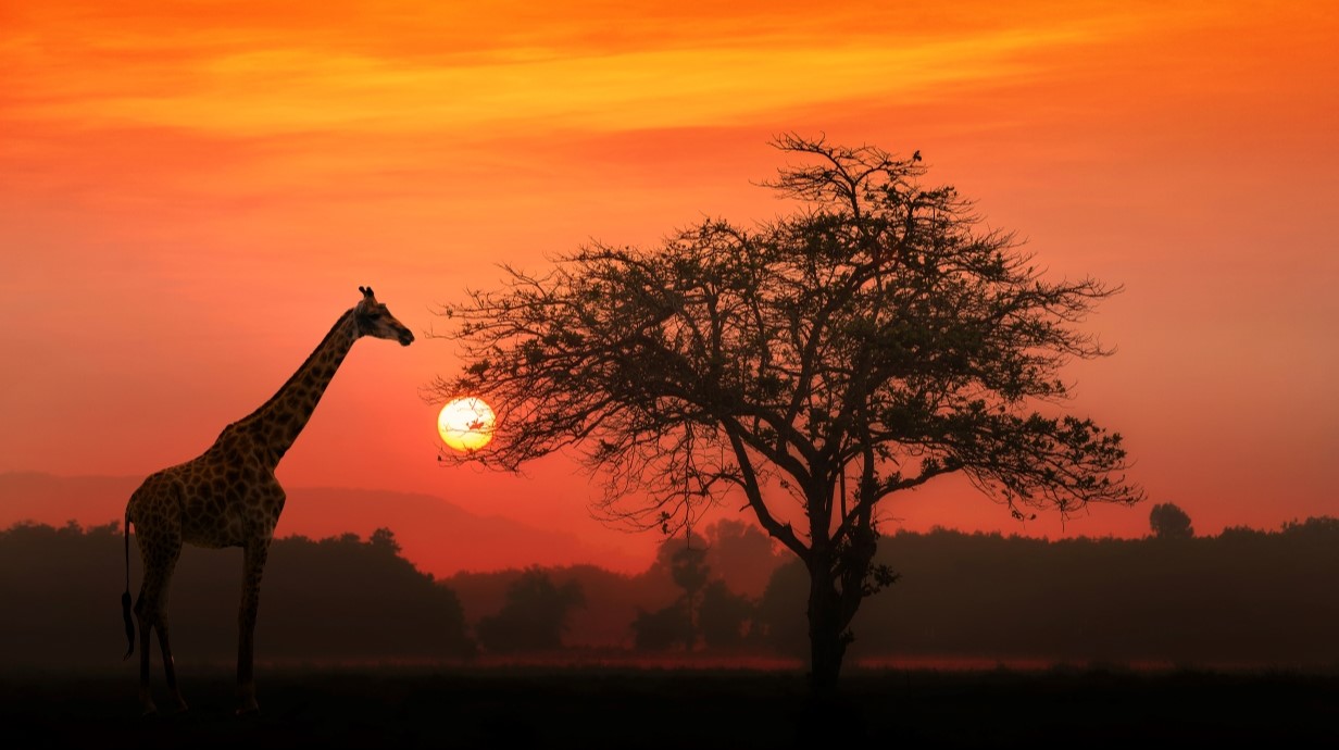 red sunset with a tree and a giraffe nearly in silhouette