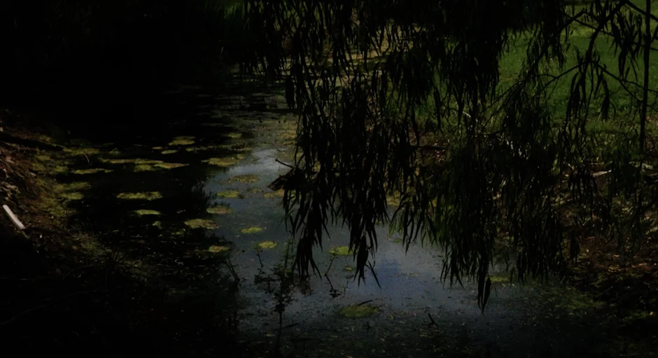 Dark photo of landscape: water with lilypads and dark green foliage in foreground