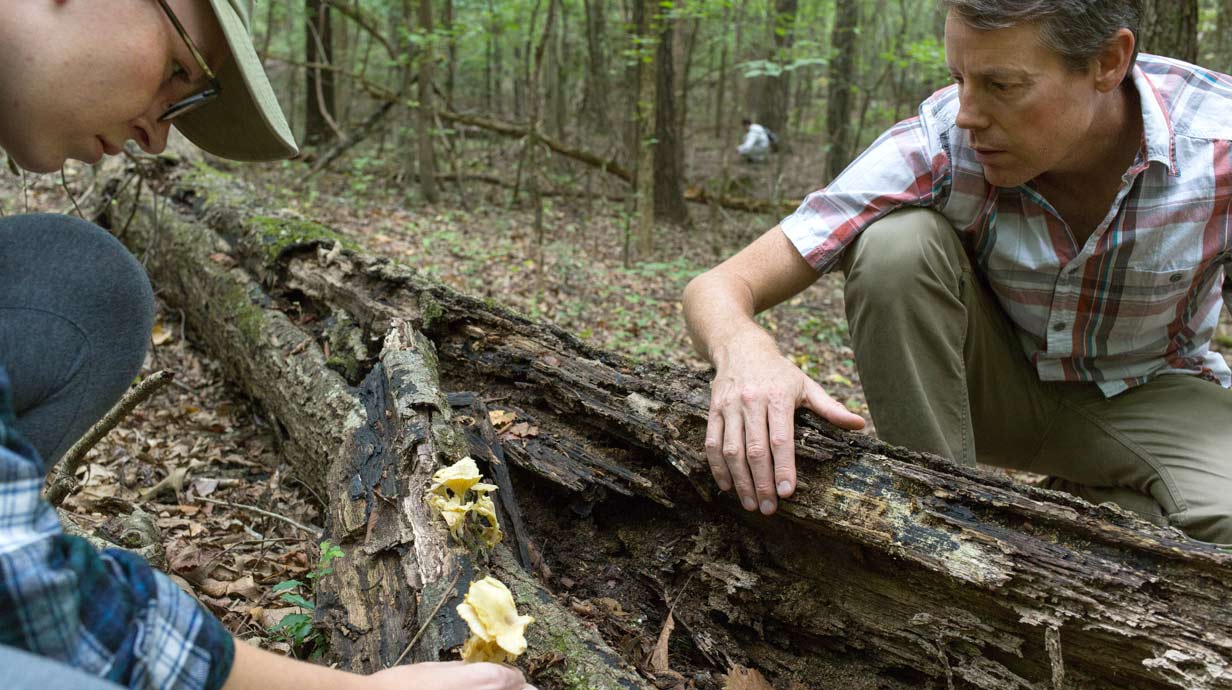 Professor and student inspecting tree fungus in the woods.