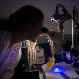 A research observes a small fish through a microscope